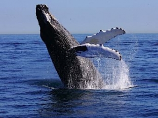 Ballena gris en salto.JPG